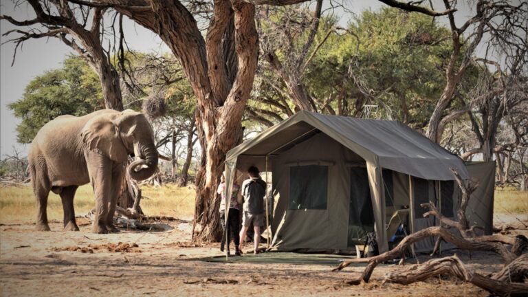 African Safari Tours for Solo Travelers: Complete Guide to Safe, Exciting, and Unforgettable Adventures